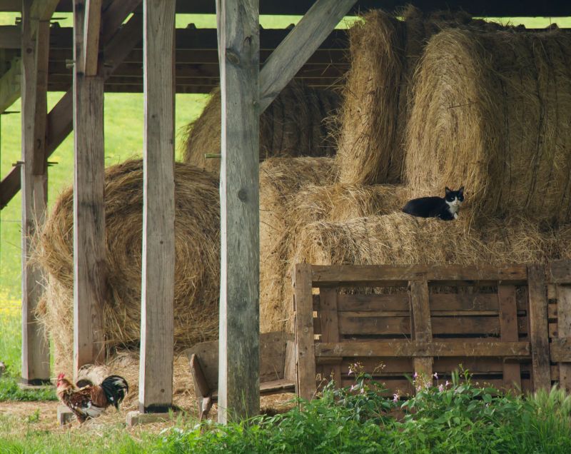 Horse Barn Construction in Conroe, TX